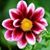 Debbie Marchak's profile image
