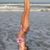 Olga Choutkina England's profile image