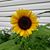 Kathy Connors's profile image