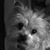 Colleen Murray-Jones's profile image
