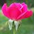 Cheryl Ann Watson Scott's profile image