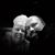 Bridget Murphy-Amundson's profile image