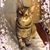 Pat Bailey-Robert's profile image