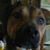 Alison Ganey Snead's profile image