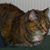 Diane Dixon's profile image