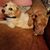 Linda Goodwin Dumas's profile image
