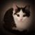 Jennifer Tate Foote's profile image