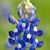 Karen Elliott Bullard's profile image