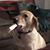Jarred Swonger's profile image