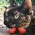 Ann M. Ros'a's profile image