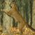 Laura Cougar Halley's profile image