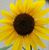 Patricia Marie's profile image