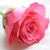 Debbie Pelton Elsner's profile image