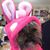 Maria Pape-Thompson's profile image
