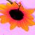 Laura BlackFeather's profile image
