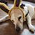 Kelli Bothwell's profile image
