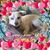 Sharon Hirota's profile image