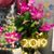 Cathy Cornell Barnes's profile image