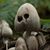 Ro Straney-Kjellquist's profile image
