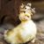 Jennifer Chapman Heightland's profile image