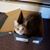 Della Snider's profile image