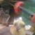 Sherry Miles's profile image