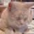 Lisa Lites Swearingen's profile image