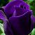 Tamara Stainbrook's profile image