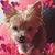 Delma Cotto Ferrer's profile image