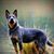 Sandy Lee Hill's profile image
