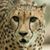 Raul Perez's profile image