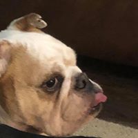 Tim Peck's profile image