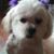 Cindy Cantone's profile image
