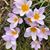 Mary Louise Waugh's profile image