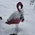 Joelene Geranios's profile image