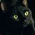 Susan Moore's profile image