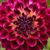 Bonnie L. Zygmunt's profile image