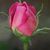 Peggy Tinley's profile image