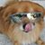 Mattea Trey Shields's profile image