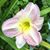 Carole Nowicke's profile image