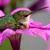Hamood Al Shukaili's profile image
