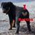 Scot N Deb Virant's profile image