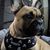 Elizabeth Clunie Wilson's profile image