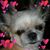 Diane Culbreth Nasuro's profile image