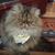 Terri Hartley's profile image
