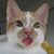 Button Catt's profile image