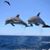 Nancy Shaffer's profile image
