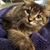 Anne Marie Cantrell's profile image
