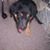 Alexander C. Critelli's profile image