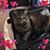 Beth Todd's profile image
